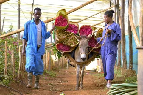 Picking roses, Ethiopia, agriculture, flowers