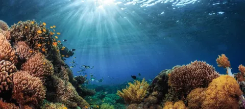 Kiwa Initiative, AFD, biodiversity and climate change adaptation in the Pacific